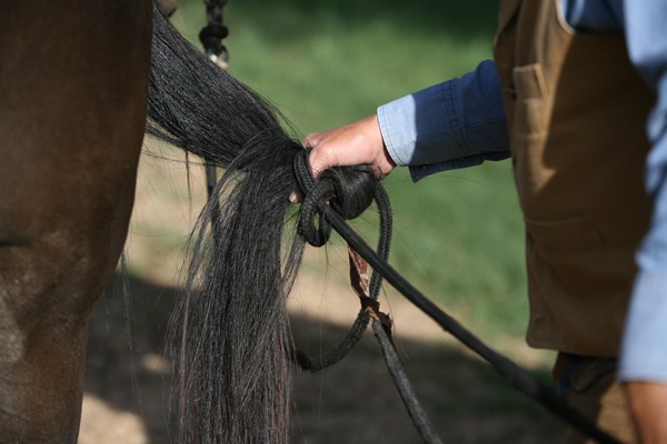 Tying a tail knot is another way to fasten a string of horses together. Just be sure the knot is four to five inches below the horse's tailbone—not on it.