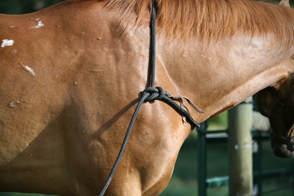One way to attach a string of horses together for ponying is to tie one horse's halter rope with a bowline around the base of the next horse's neck.