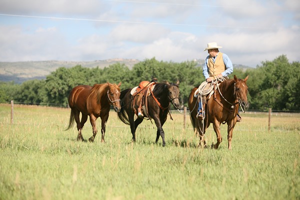 Although you must look ahead from time to time when ponying horses, it's equally to keep an eye on the stock you're leading.