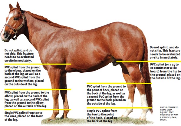 Learning splinting techniques for all areas will come in handy in an emergency. But according to Amy J. Jergens, DVM, DACVS, studying the splints used below the fetlock on the front and hind limbs are vital for those who own Western performance horses.