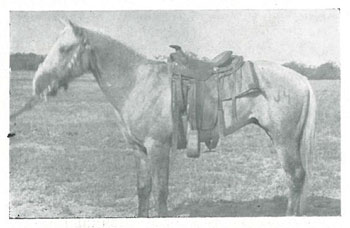 Palomino horse by the J4