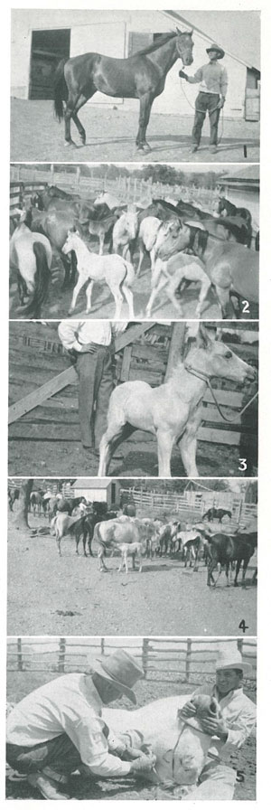 sites from the J4 brand ranch
