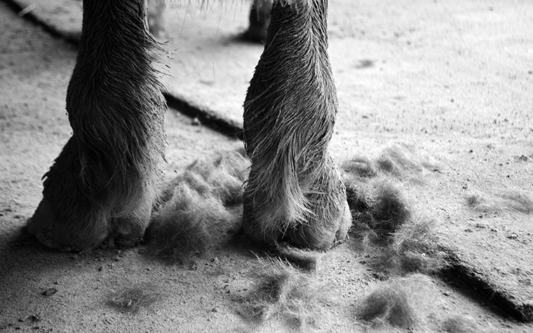 Horsehair