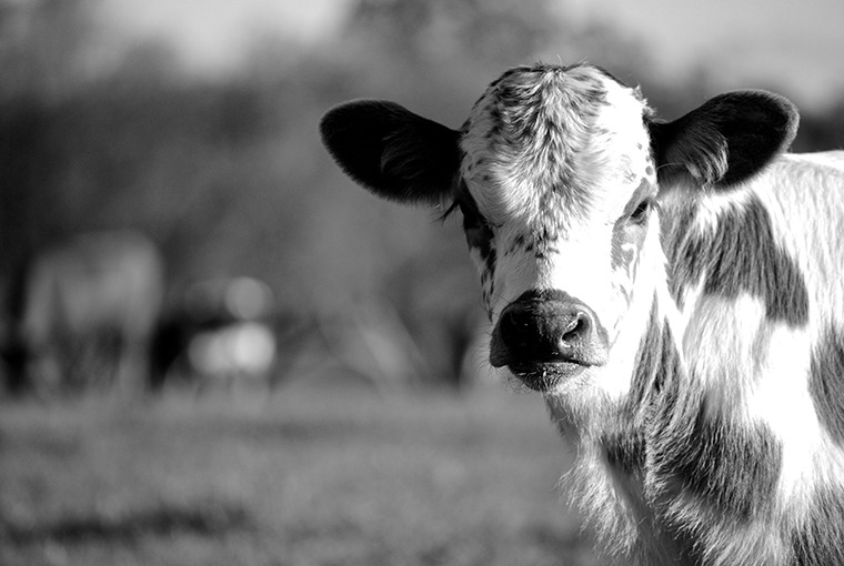 Spring calf