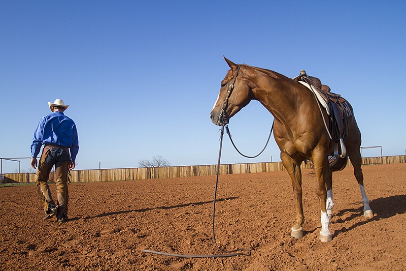 Horse ground tied