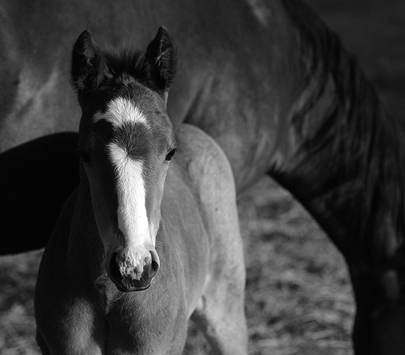 new foal standing next to mother