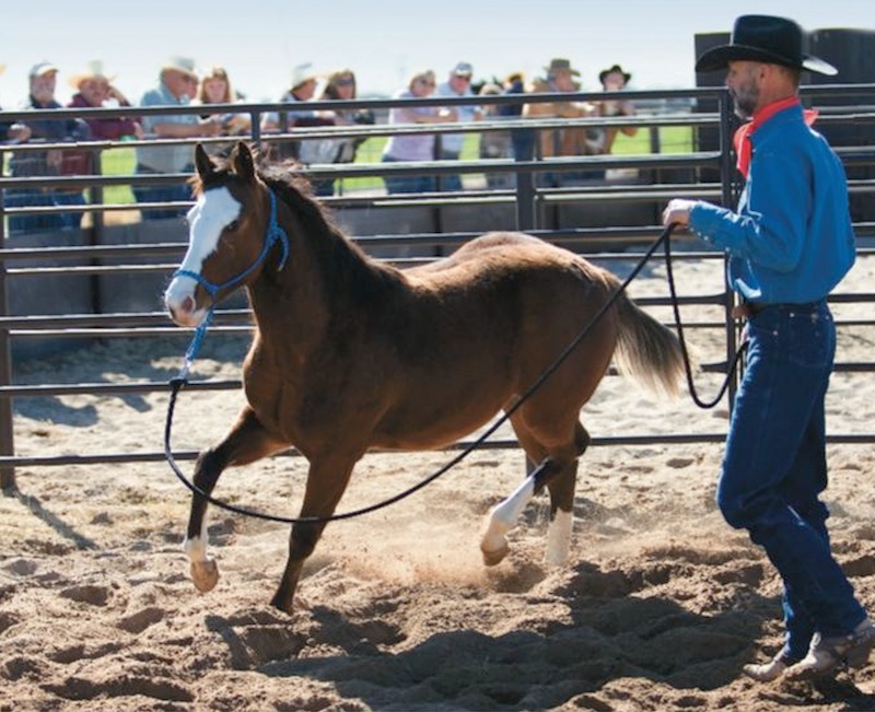 Larry Todd working a yearling of Mel Potter's in the roundpen
