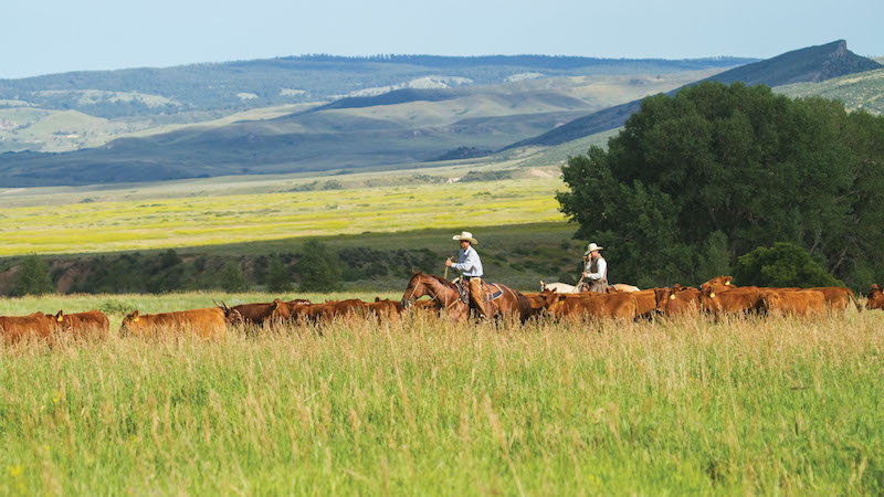 Matt Koch riding futurity prospects through cattle herd