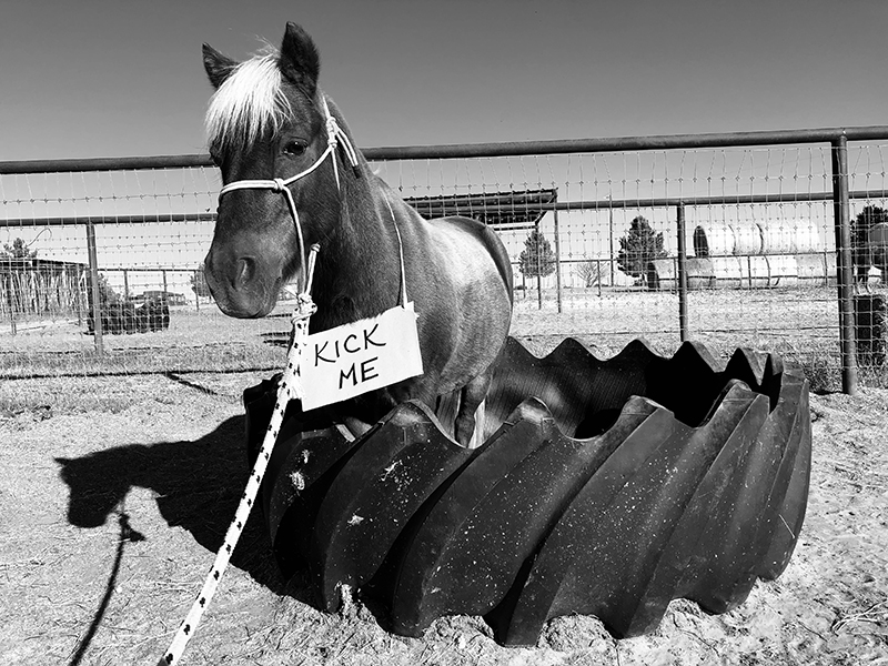 a tire with a pony in it.