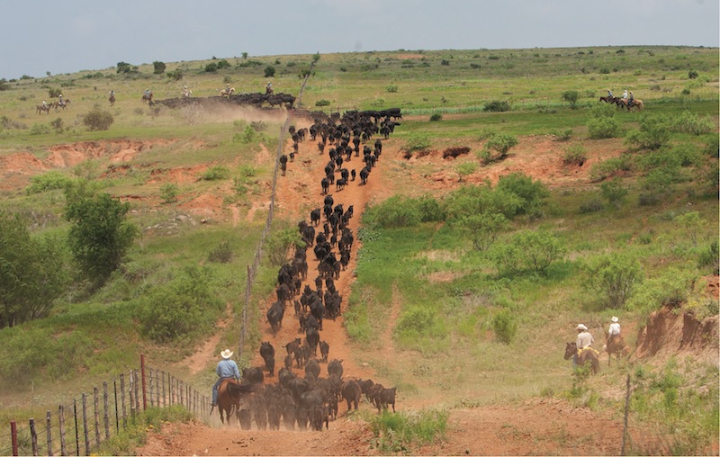 cowboys trailing cattle