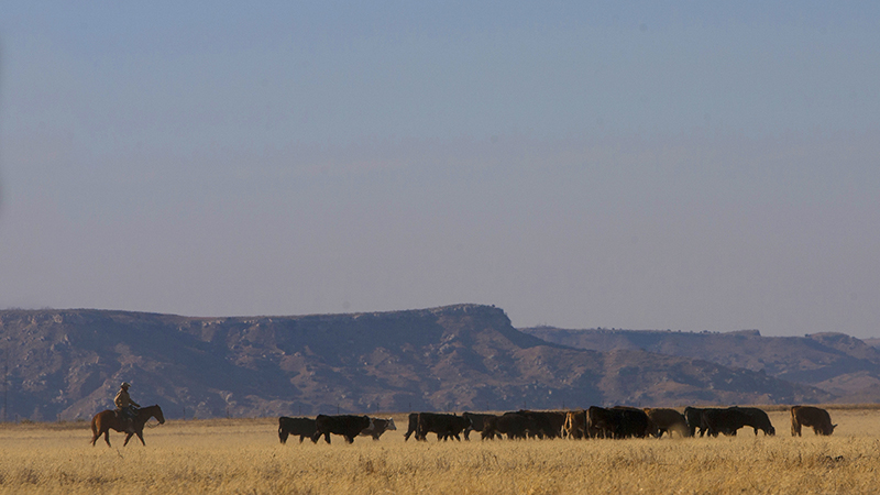 Spade Ranch manager Jason Pelham trails cattle near Canadian, Texas.