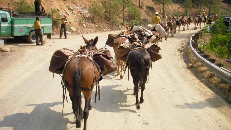Pack mules assist California firefighters