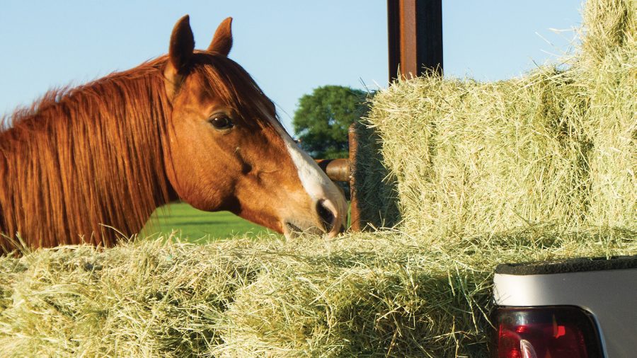 Buying horse hay is easy with these tips.