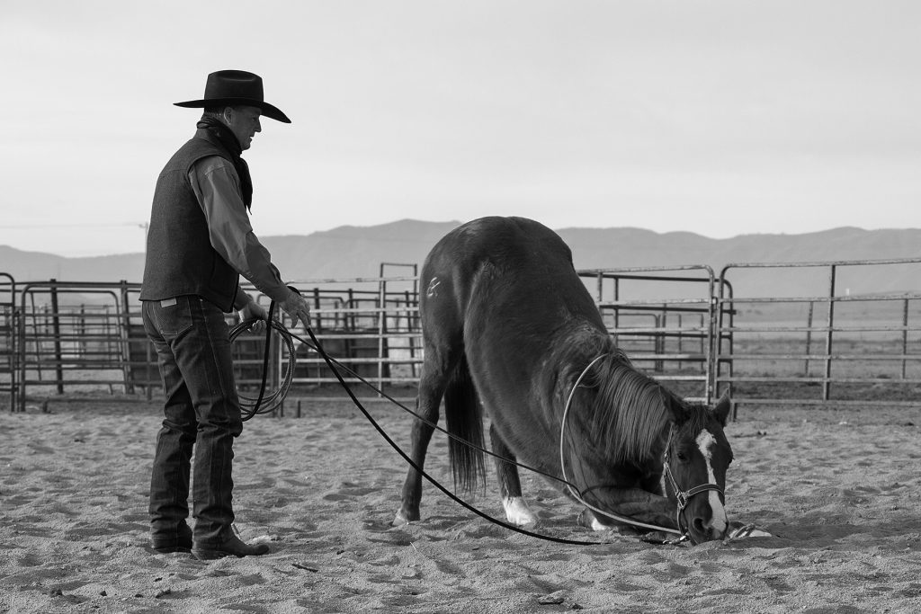 Martin Black lays down a horse.