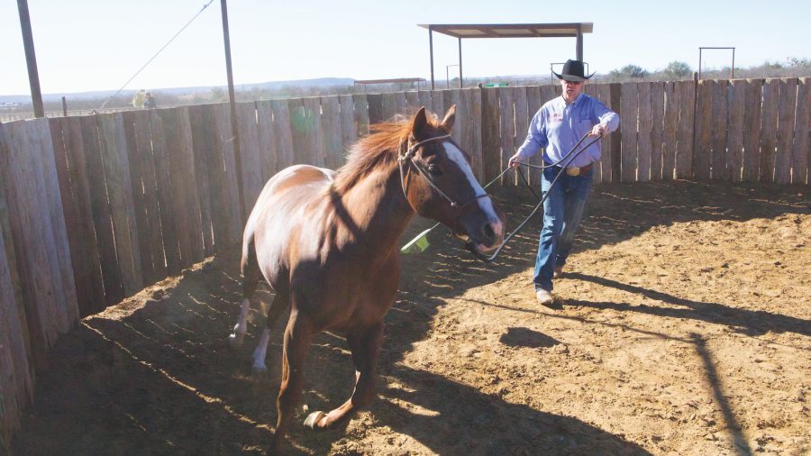 Wes Ashlock drives a 2-year-old in a round pen.
