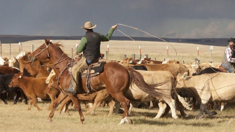 Canada's ranching tradition, Community Pasture Program, ends as the Queen of England divests herself of millions of acres of prairie land.