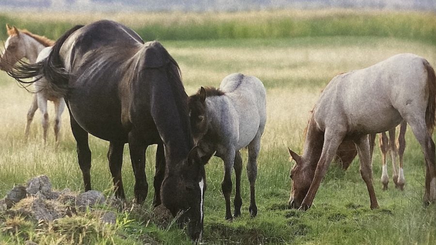 The Davis Ranch is building a breeding program that produces competitive working cow horses with correct conformation and eye-catching color.