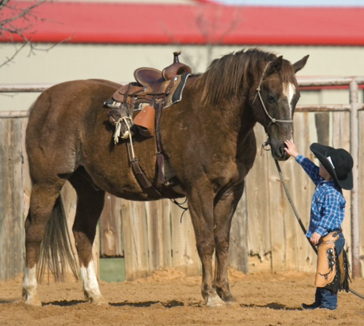Selecting the right children's horse is the first step in encouraging young riders, according to Chris Cox.