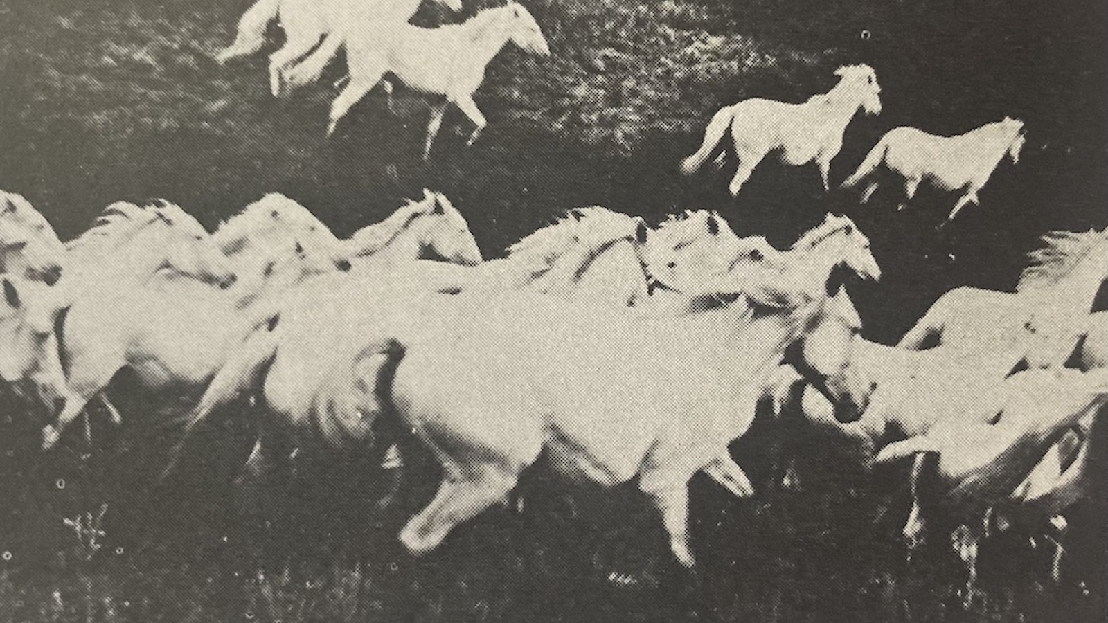 Albino horses, characterized by their white coats and pink skin, can trace their ancestors back to a milk-white stallion, Old King.