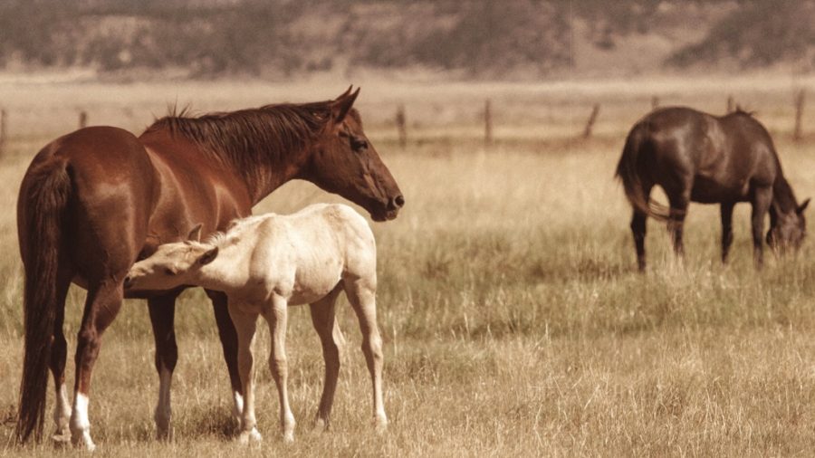 Stallions receive much of the attention, but the broodmare raising the foal deserve the same amount, if not more, of the credit.