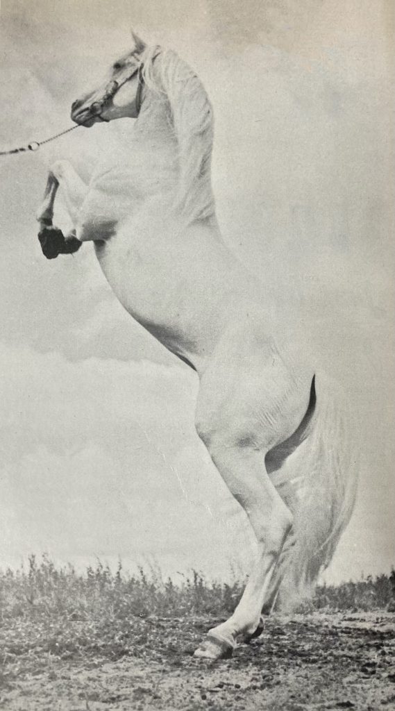 Albino horses, characterized by their white coats and pink skin, can trace their ancestors back to a milk-white stallion, Old King.