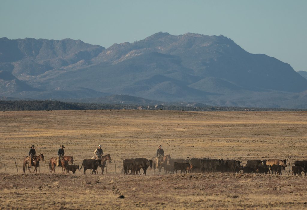 Arizona’s K4 Ranch has built a horse program around producing horses that go from the ranch to the rodeo arena.