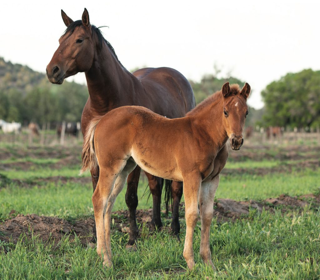 Arizona’s K4 Ranch has built a horse program around producing horses that go from the ranch to the rodeo arena.