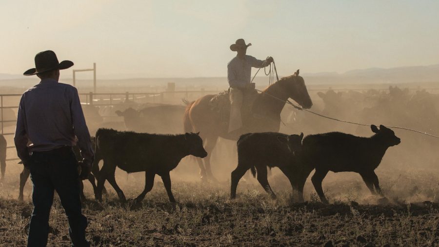 Arizona’s K4 Ranch has built a horse program around producing horses that go from the ranch to the rodeo arena.