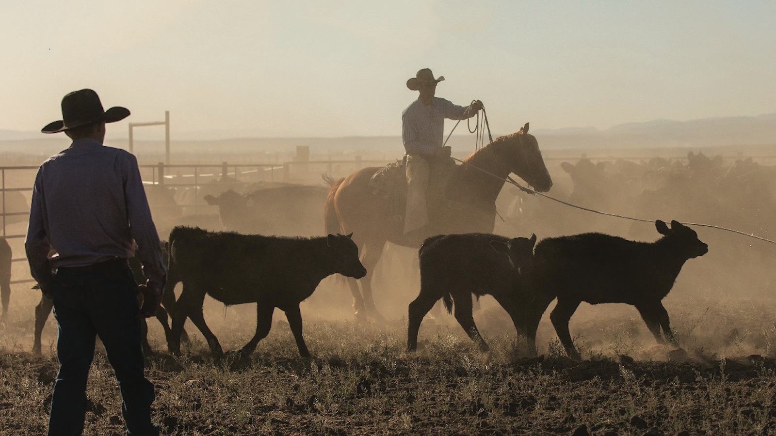 Arizona’s K4 Ranch has built a horse program around producing horses that go from the ranch to the rodeo arena.
