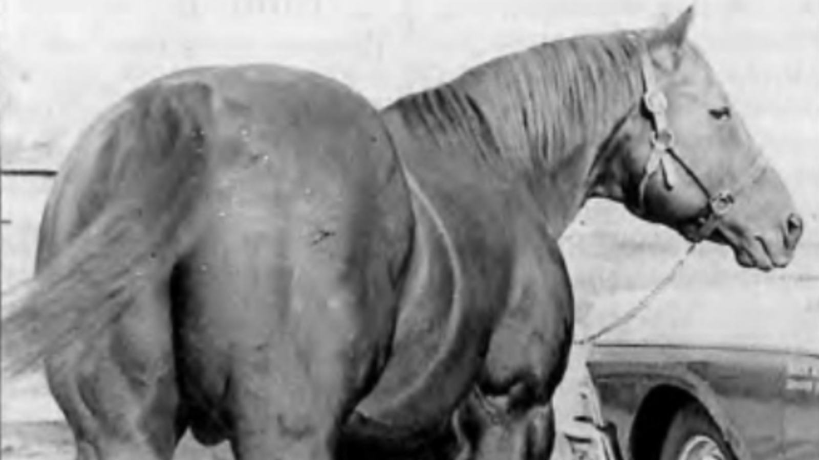 Most Quarter Horse admirers know the name Wimpy and his number, but not the whole story of this legendary Quarter Horse.