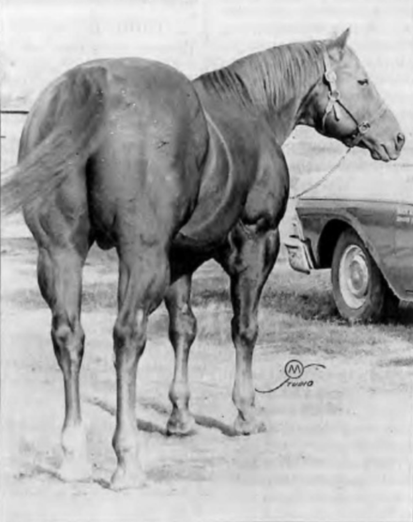 Most Quarter Horse admirers know the name Wimpy and his number, but not the whole story of this legendary Quarter Horse.