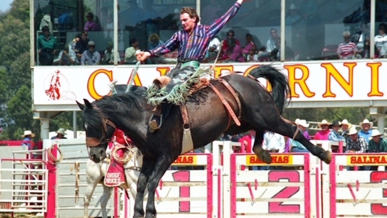 Dave Appleton Bronc riding