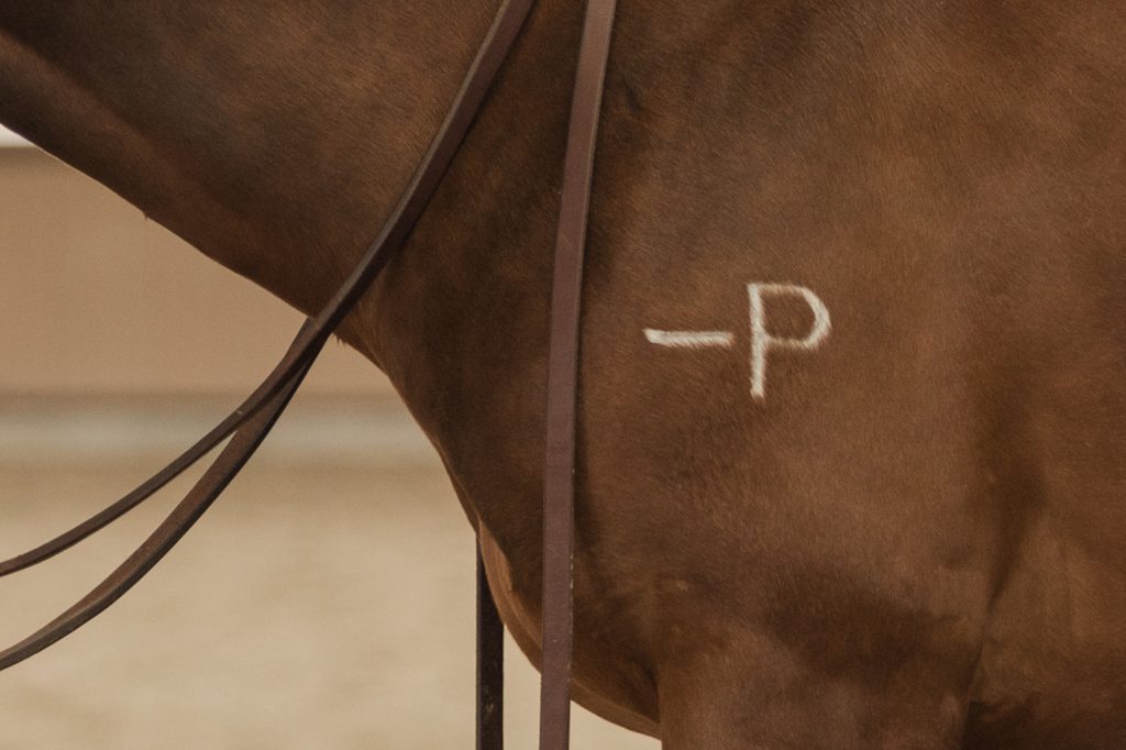 Students are training horses for the Cal Poly Performance Horse Sale, one of the most successful collegiate horse sales in the country.