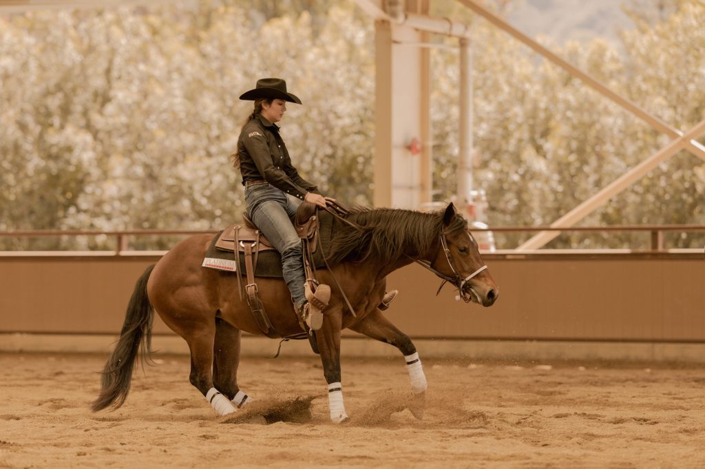 Students are training horses for the Cal Poly Performance Horse Sale, one of the most successful collegiate horse sales in the country.
