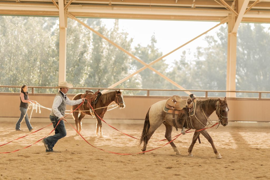 Students are training horses for the Cal Poly Performance Horse Sale, one of the most successful collegiate horse sales in the country.