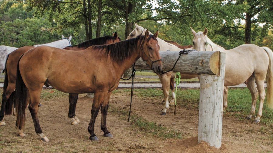 Six horses stand tied to a hitching post.