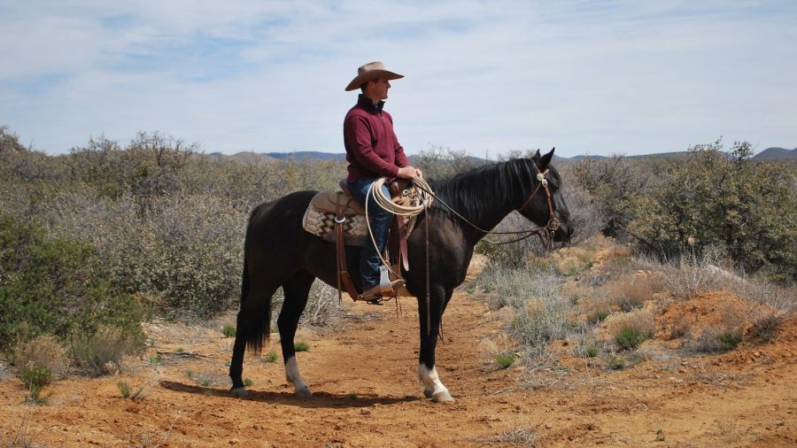 When unexpected wildlife encounters take place in a natural space, help your horse learn to look to you for its next steps.