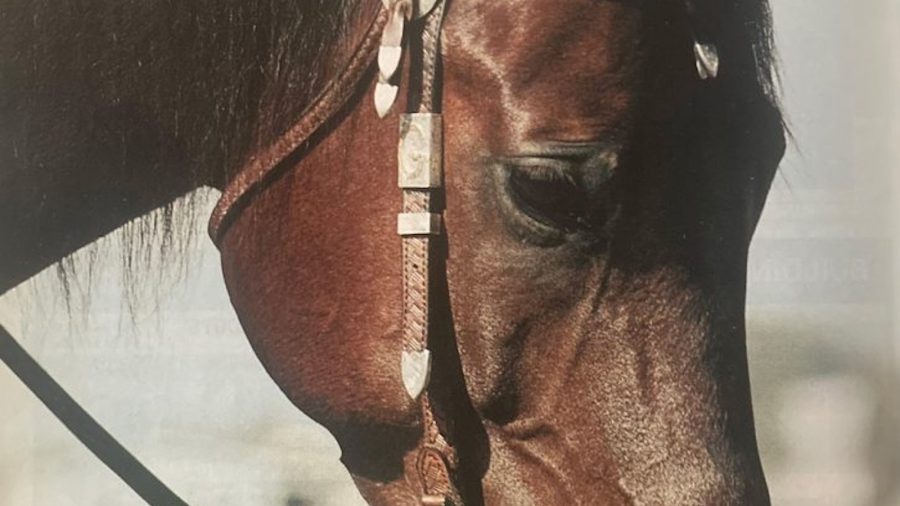 A horse wearing a bridle.