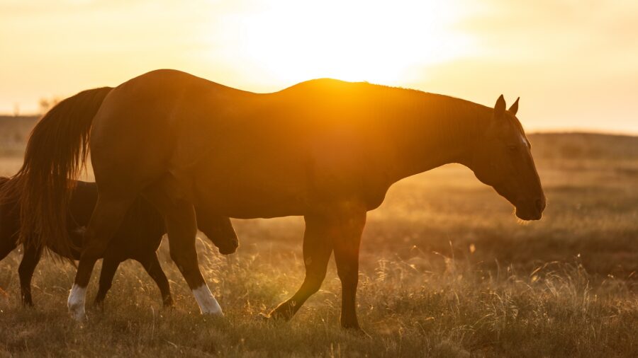 Photo of a horse at sunset on the Pitchfork Ranch. Photo by Tammy Sronce