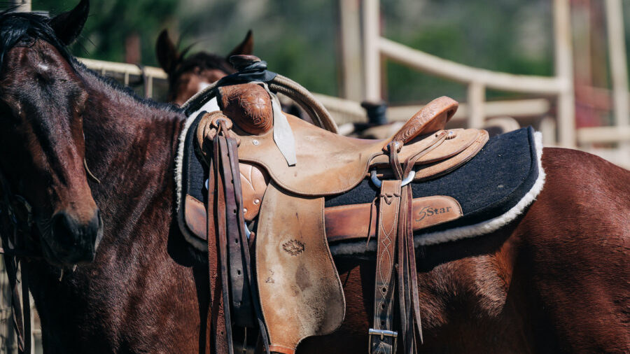 5 Star Equine saddle Pad