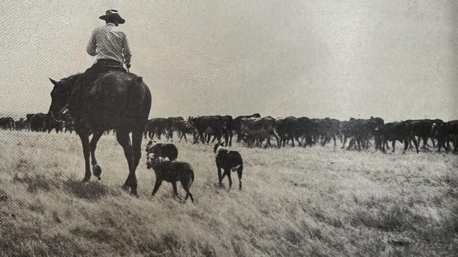 Hollister ranch