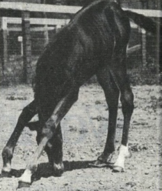 a young Arabian colt is practicing his sitting-up exercises