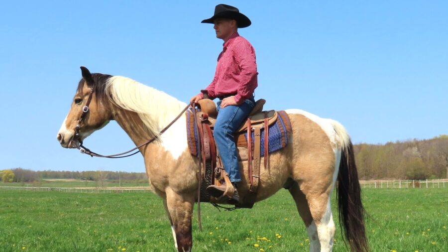 Jason Irwin having his horse stand still