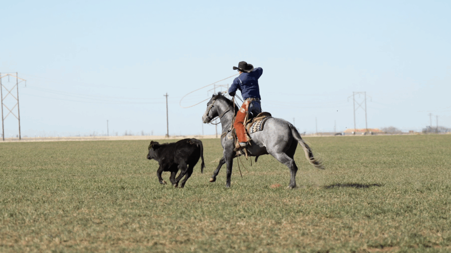 Tripp Townsend roping wheat pasture cattle