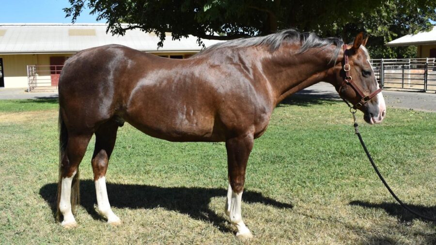 Joe Juice had a sialolith removed during a standing surgery at the UC Davis Large Animal Hospital.