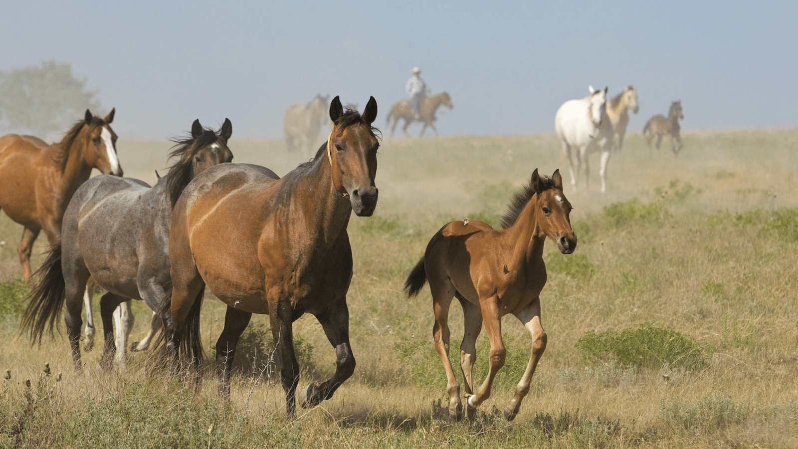 Wagon Wheel Ranch Horses in a field