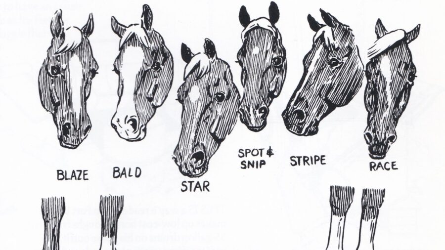 horse markings