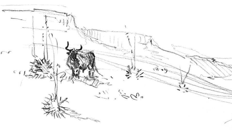 border bull drawing